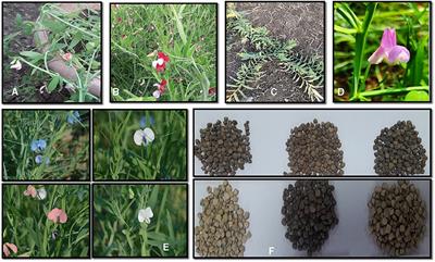 Current Perspectives on Reducing the β-ODAP Content and Improving Potential Agronomic Traits in Grass Pea (Lathyrus sativus L.)